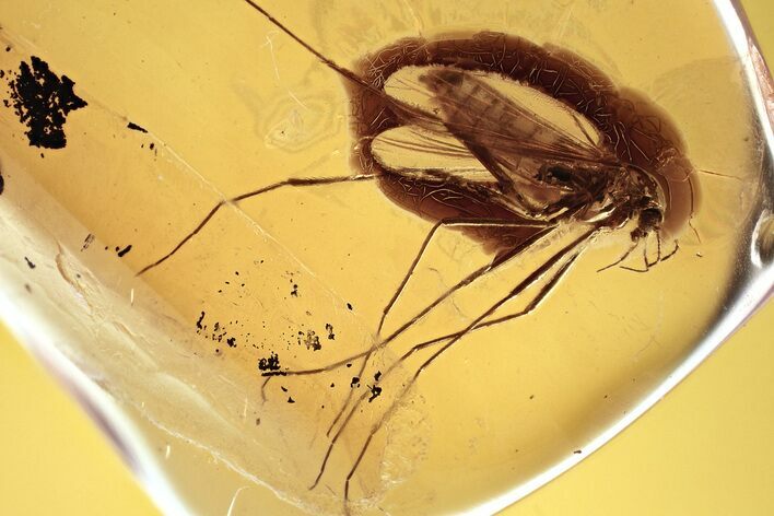 Detailed Fossil True Midge (Chironomidae) in Baltic Amber #372561